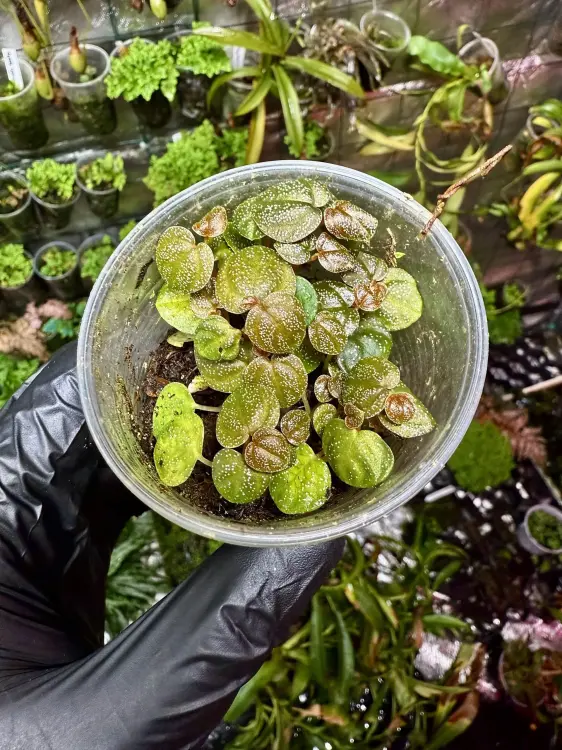 Peperomia antoniana – niska roślina tropikalna z białymi nakrapianiami | Parrot Planet