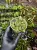 Peperomia antoniana – niska roślina tropikalna z białymi nakrapianiami | Parrot Planet