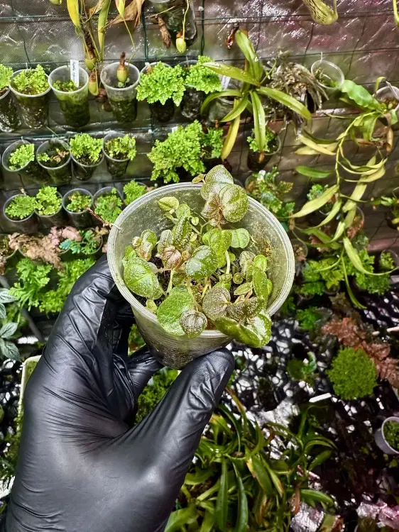 Peperomia antoniana – niska roślina tropikalna z białymi nakrapianiami | Parrot Planet