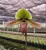 Paphiopedilum Hsinying Laserlight x mastersianum – egzotyczny storczyk pantofelkowy z nakrapianymi liśćmi | Parrot Planet
