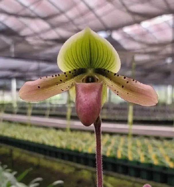 Paphiopedilum Hsinying Laserlight x mastersianum – egzotyczny storczyk pantofelkowy z nakrapianymi liśćmi | Parrot Planet