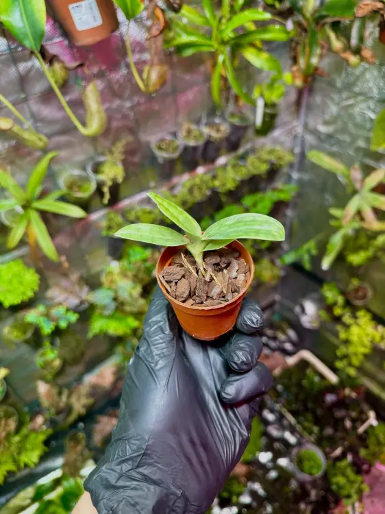 Paphiopedilum Hsinying Laserlight x mastersianum – egzotyczny storczyk pantofelkowy z nakrapianymi liśćmi | Parrot Planet