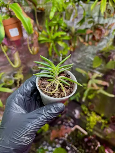 Neofinetia falcata – pachnący storczyk epifityczny z Japonii | Parrot Planet