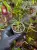 Neofinetia falcata – pachnący storczyk epifityczny z Japonii | Parrot Planet