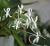 Neofinetia falcata – pachnący storczyk epifityczny z Japonii | Parrot Planet