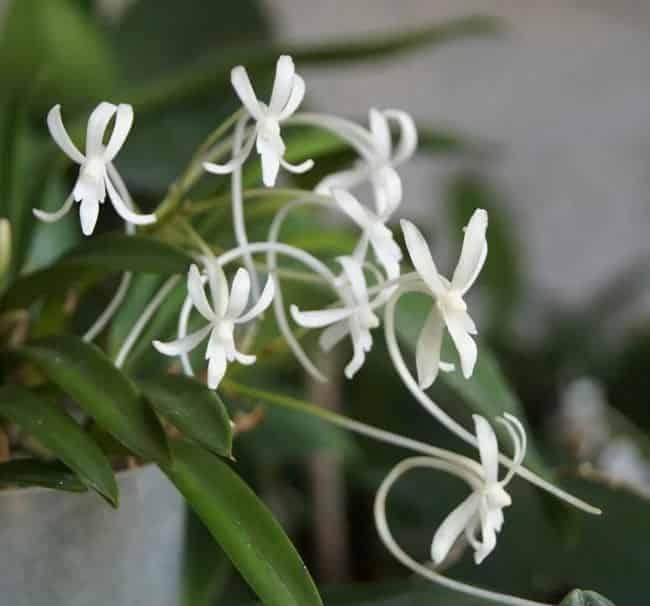 Neofinetia falcata – pachnący storczyk epifityczny z Japonii | Parrot Planet