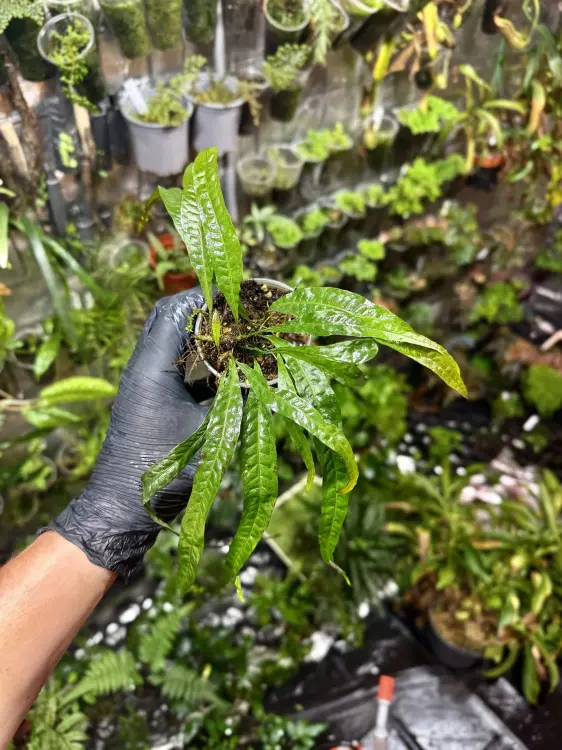 Microsorum sp. "Orange" – paproć z pomarańczowymi końcówkami do wilgotnego terrarium i akwarium | Parrot Planet