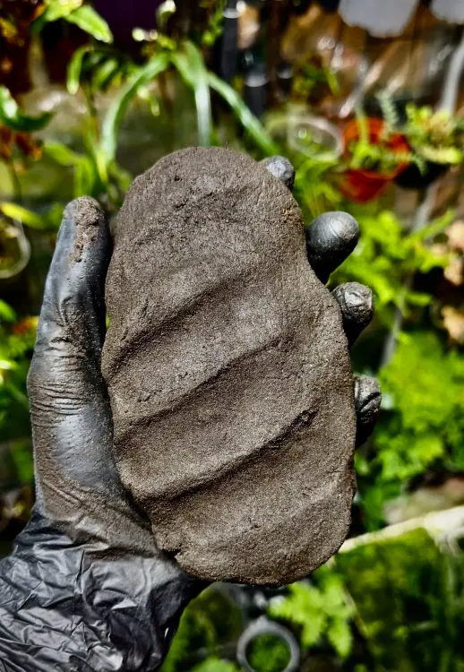 TropicalClay™ 2kg – naturalna glinka do budowy ścianek w terrarium | Parrot Planet