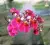Tolumnia Jairak Rainbow „Hot pink” – miniaturowy epifityczny storczyk | Parrot Planet