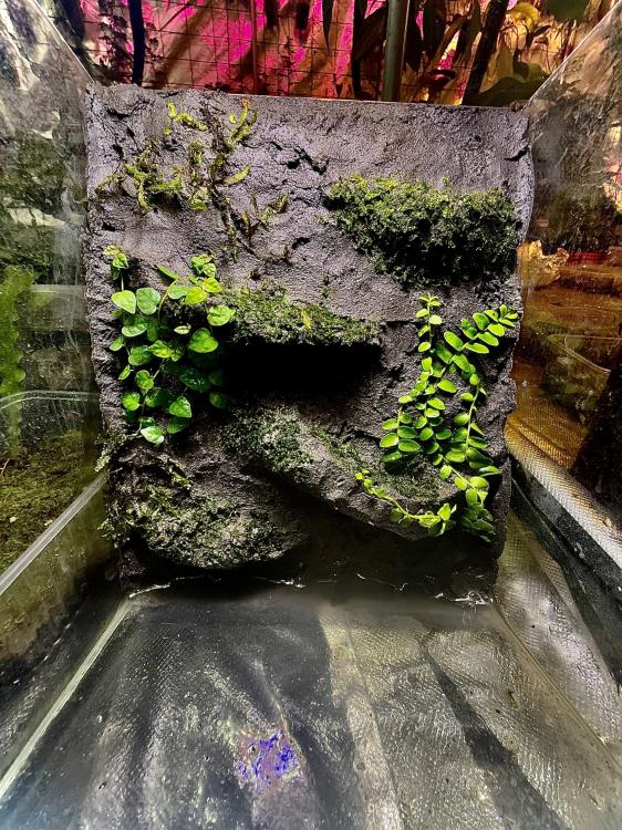 TropicalClay™ 1kg – naturalna glinka do budowy ścianek w terrarium | Parrot Planet