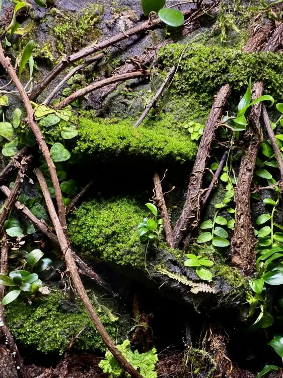 TropicalClay™ 1kg – naturalna glinka do budowy ścianek w terrarium | Parrot Planet