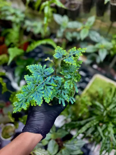 Selaginella willdenowii opalizująca roślina do terrarium tropikalnego | Parrot Planet