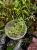 Selaginella stauntoniana – wachlarzowata selaginella z Azji | Parrot Planet