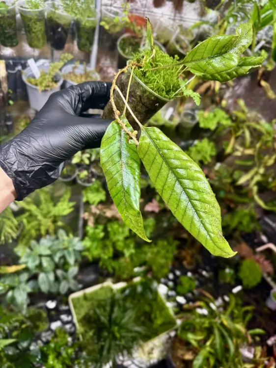 Pyrrosia sp. "Bengkayang" – rzadka epifityczna paproć tropikalna | Parrot Planet