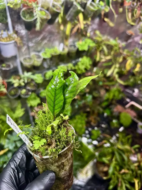 Pyrrosia sp. "Bengkayang" – rzadka epifityczna paproć tropikalna | Parrot Planet