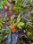 Storczyk Restrepia trichoglossa do terrarium | Parrot Planet