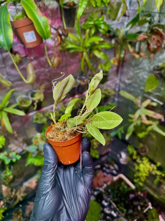 Storczyk Restrepia trichoglossa do terrarium | Parrot Planet