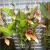 Storczyk Restrepia trichoglossa do terrarium | Parrot Planet