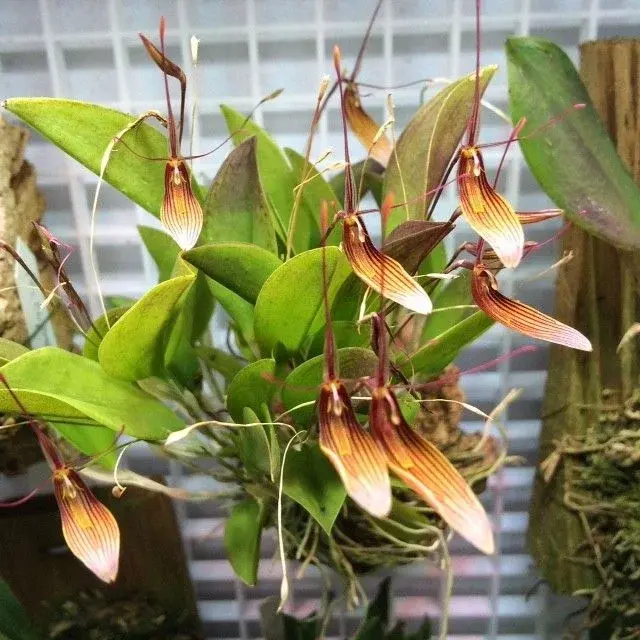 Storczyk Restrepia trichoglossa do terrarium | Parrot Planet