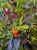 Storczyk Restrepia trichoglossa do terrarium | Parrot Planet
