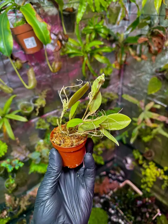 Storczyk Restrepia trichoglossa do terrarium | Parrot Planet