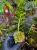 Dendrobium ellipsophyllum – epifityczny storczyk o dekoracyjnych łodygach | Parrot Planet
