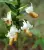 Dendrobium ellipsophyllum – epifityczny storczyk o dekoracyjnych łodygach | Parrot Planet