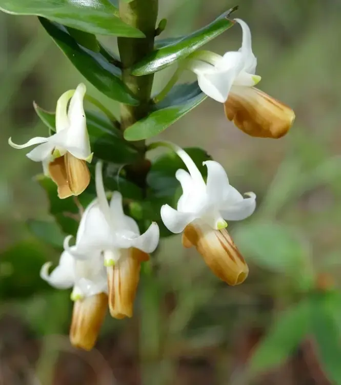 Dendrobium ellipsophyllum – epifityczny storczyk o dekoracyjnych łodygach | Parrot Planet