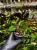 Begonia elaeagnifolia – zwisająca begonia z Afryki o całorocznym kwitnieniu | Parrot Planet