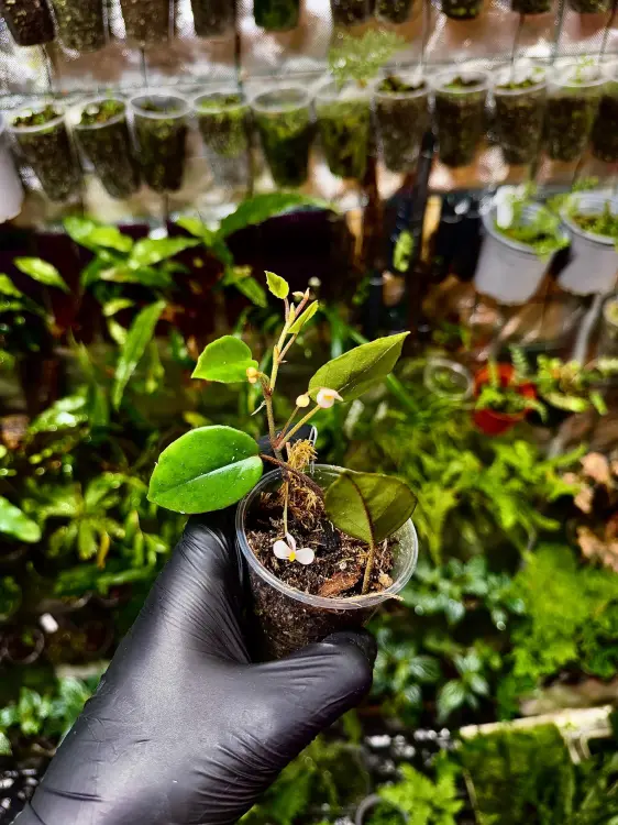 Begonia elaeagnifolia – zwisająca begonia z Afryki o całorocznym kwitnieniu | Parrot Planet