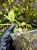 Begonia elaeagnifolia – zwisająca begonia z Afryki o całorocznym kwitnieniu | Parrot Planet