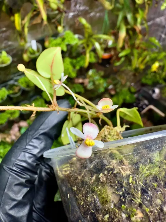 Begonia elaeagnifolia – zwisająca begonia z Afryki o całorocznym kwitnieniu | Parrot Planet