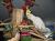 Giant Java Crown – balançoire et aire de jeu moyenne en noix de coco et bois pour perroquets | ParrotPlanet.fr