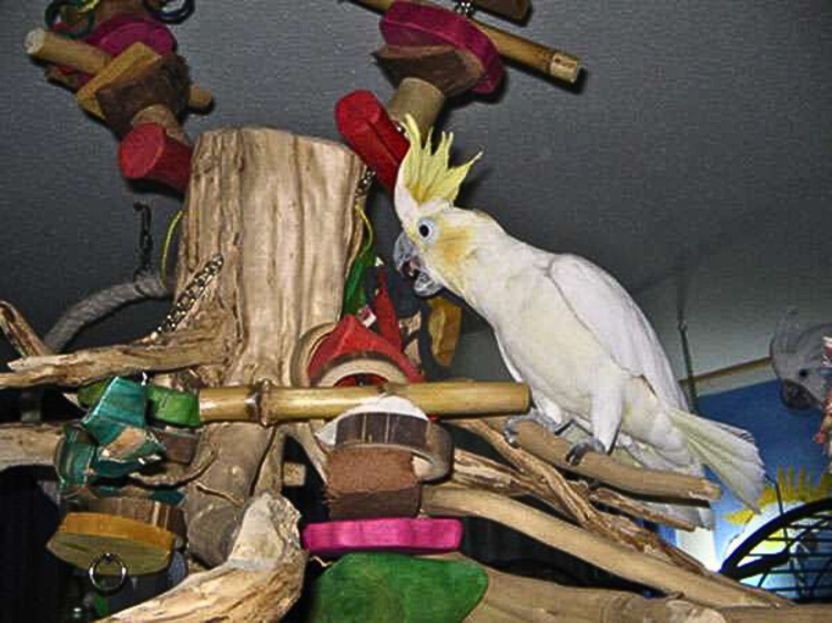 Giant Java Crown – balançoire et aire de jeu moyenne en noix de coco et bois pour perroquets | ParrotPlanet.fr