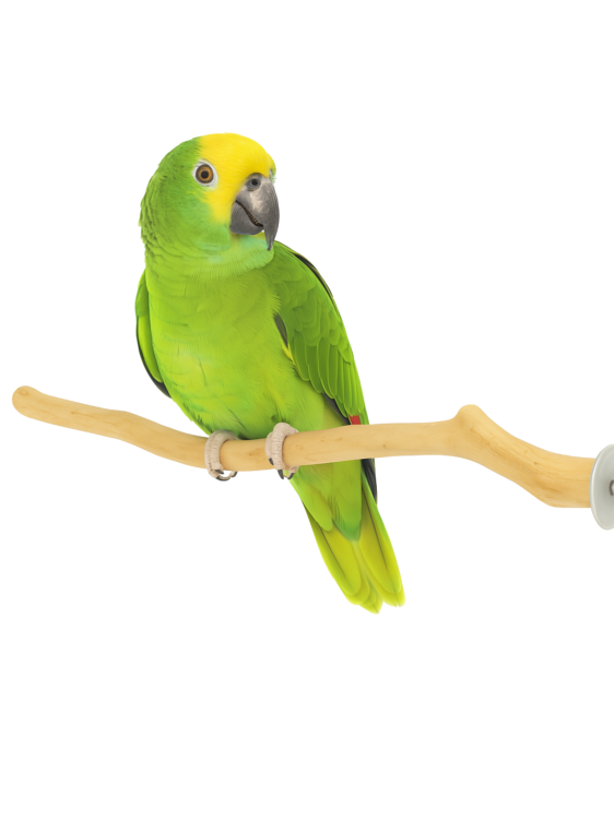 Perchoir en bois Java – pour perroquets moyens 30 cm | ParrotPlanet.fr