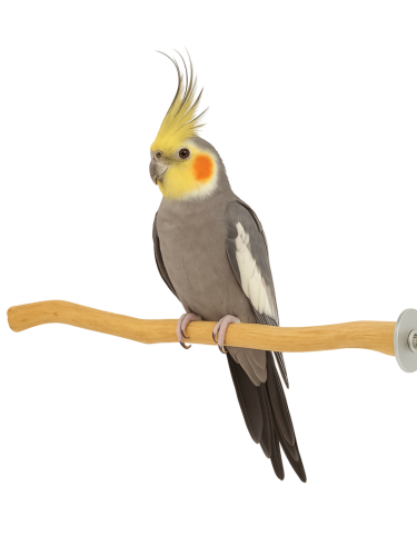 Perchoir en bois Java – pour perroquets moyens 20 cm | ParrotPlanet.fr