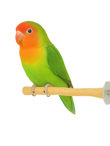Perchoir en bois Java – pour petits perroquets 15 cm | ParrotPlanet.fr