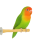Perchoir en bois Java – pour petits perroquets 15 cm | ParrotPlanet.fr