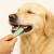 Brosse à dents en silicone 360° pour chiens et chats – soin bucco-dentaire doux et efficace | ParrotPlanet.fr