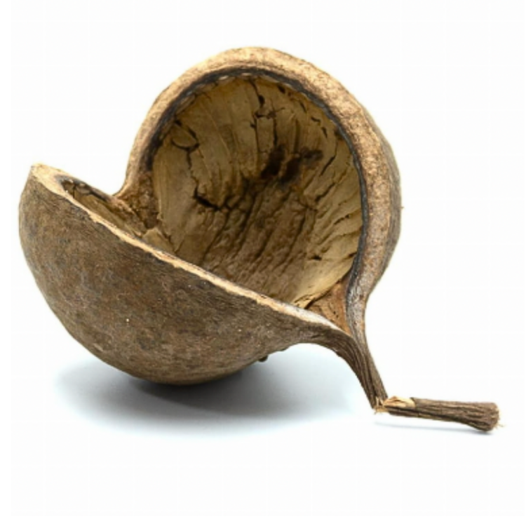 BioGecko Nut – cachette naturelle en coque de noix pour geckos (8–15 cm) | ParrotPlanet.fr