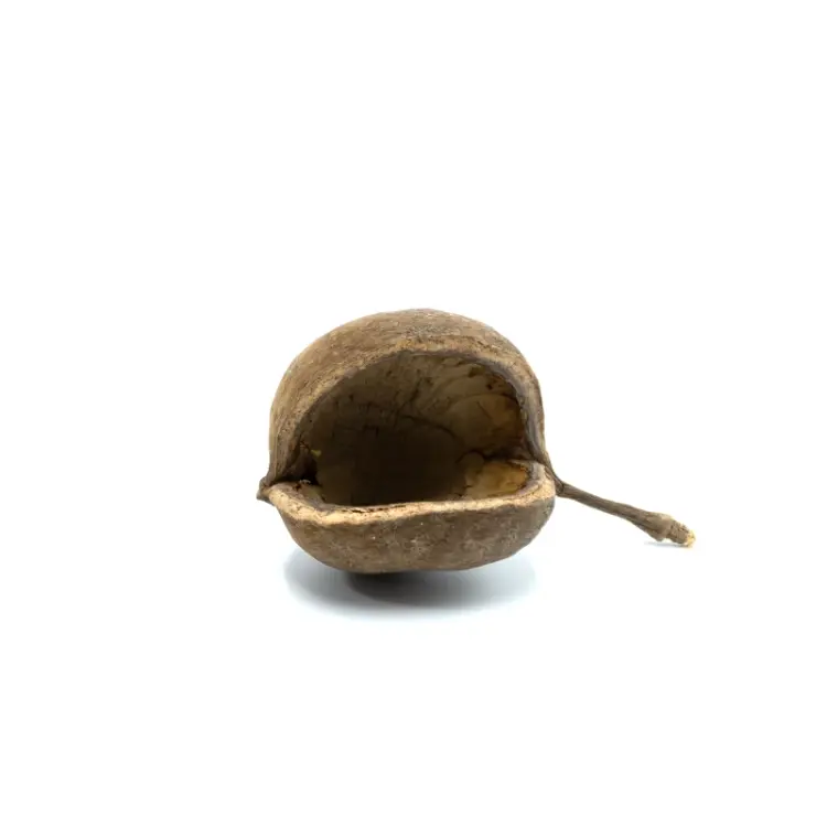 BioGecko Nut – cachette naturelle en coque de noix pour geckos (8–15 cm) | ParrotPlanet.fr