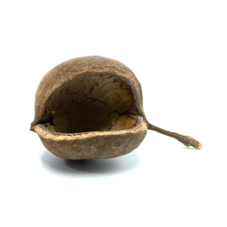 BioGecko Nut – Naturalna kryjówka z łupiny orzecha dla gekonów (8–15 cm) od ParrotPlanet.pl