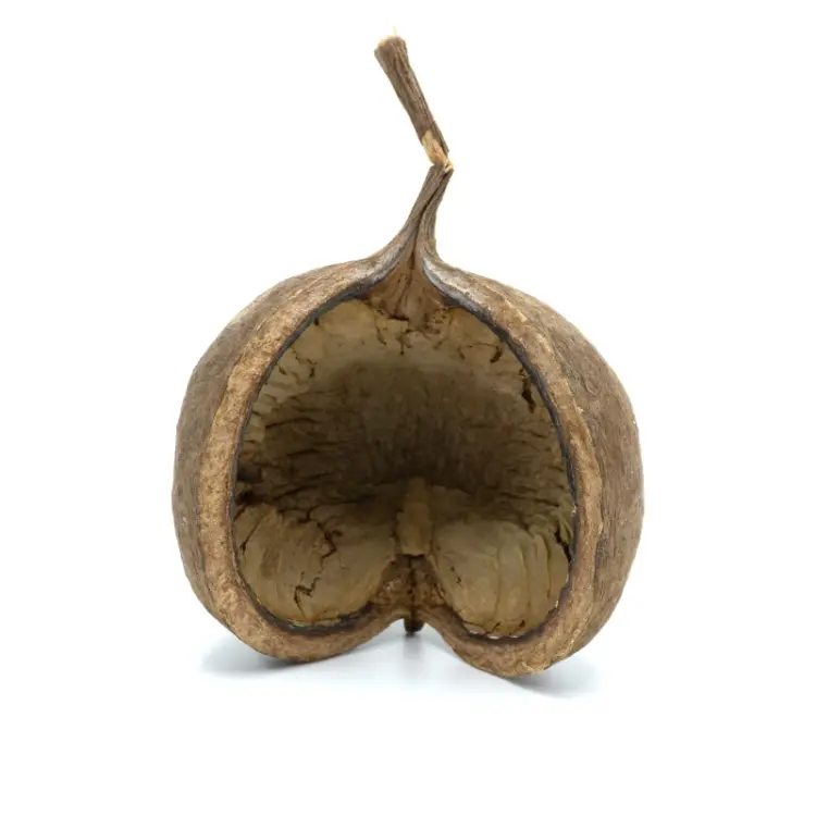 BioGecko Nut – cachette naturelle en coque de noix pour geckos (8–15 cm) | ParrotPlanet.fr
