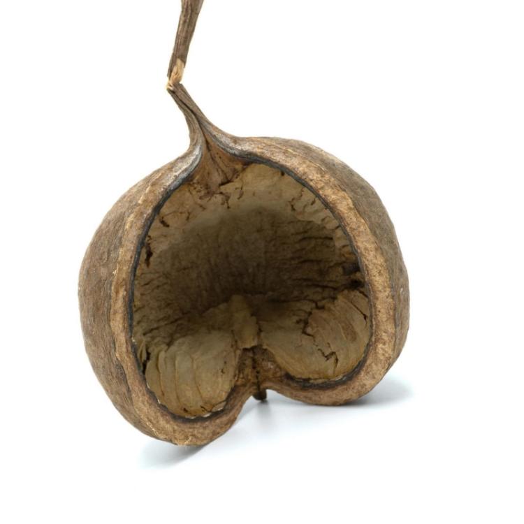 BioGecko Nut – cachette naturelle en coque de noix pour geckos (8–15 cm) | ParrotPlanet.fr