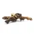 Racine naturelle Mopani – décoration pour terrarium et aquarium | ParrotPlanet.fr