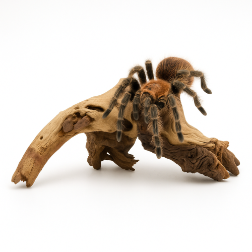 Racine naturelle Mopani – décoration pour terrarium et aquarium | ParrotPlanet.fr
