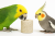 Ornitalia Minerał Duży 6 cm - dla wszystkich papug od ParrotPlanet.pl