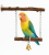 Balancoire Double Joie - swing pour perruches avec grelots de ParrotPlanet.fr