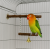Balancoire Double Joie - swing pour perruches avec grelots de ParrotPlanet.fr