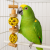 Énigme Forestière – jouet naturel de foraging pour perroquets | ParrotPlanet.fr
